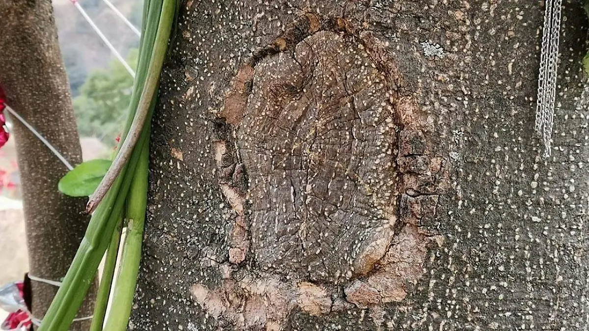 aparece imagen de la virgen en arbol de zapote en Puebla